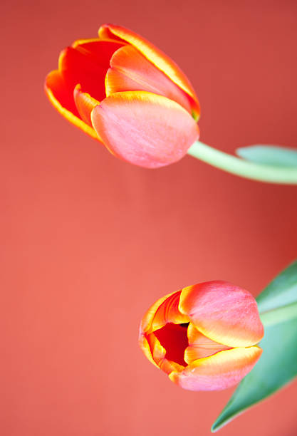 istock Flowers Orange Tulips 183028704