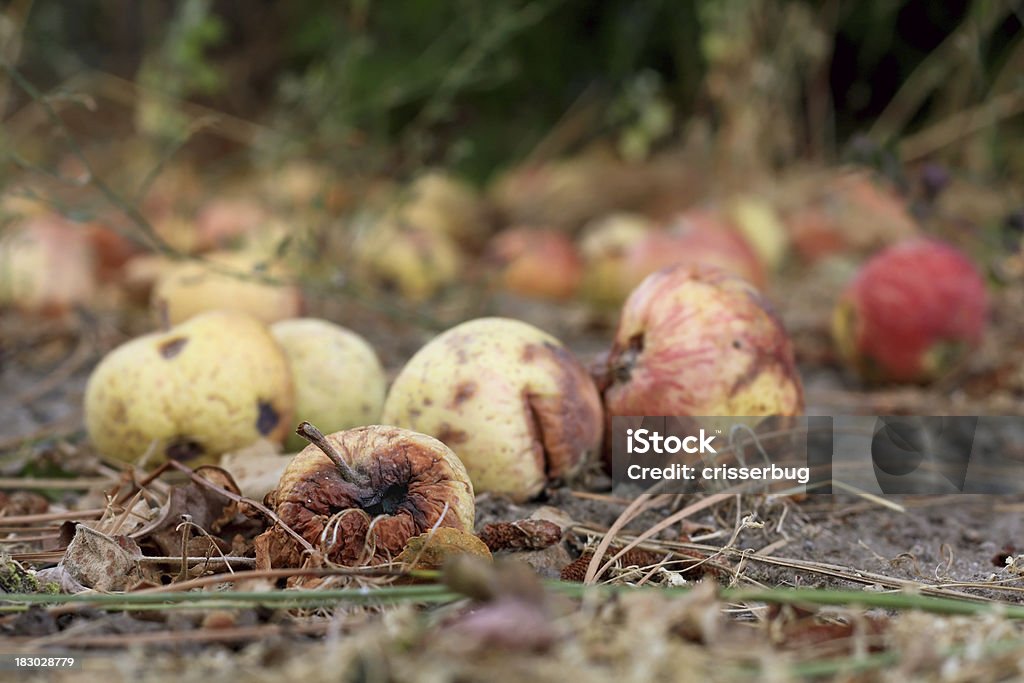 Rotten яблоки - Стоковые фото Без людей роялти-фри