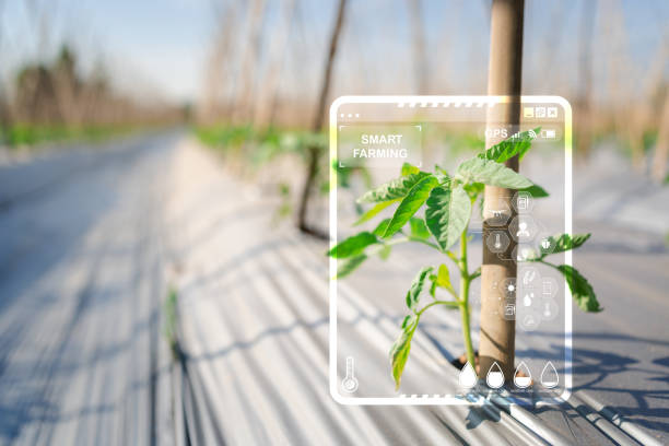 istock Smart Farming Unveiled Virtual Screen Technology Enhances Crop Management and Harvest Precision 1830287892