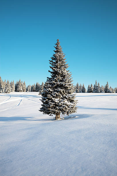 arbre d'hiver - isolated remote plaid nobody photos et images de collection