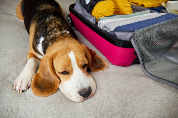 istock A beagle dog is lying on the bed next to an open suitcase with clothes. Collecting things for the trip, packing luggage. 1830294254