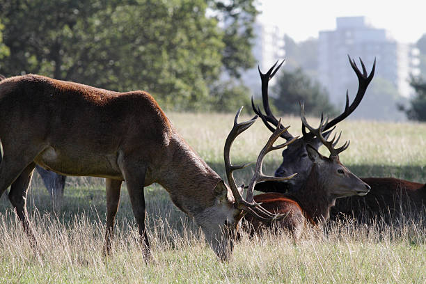 istock Red deer stag Cervus elaphus grazing with urban background 183029478