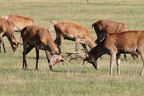 istock Two young red deer stags Cervus elaphus matching antlers 183029574