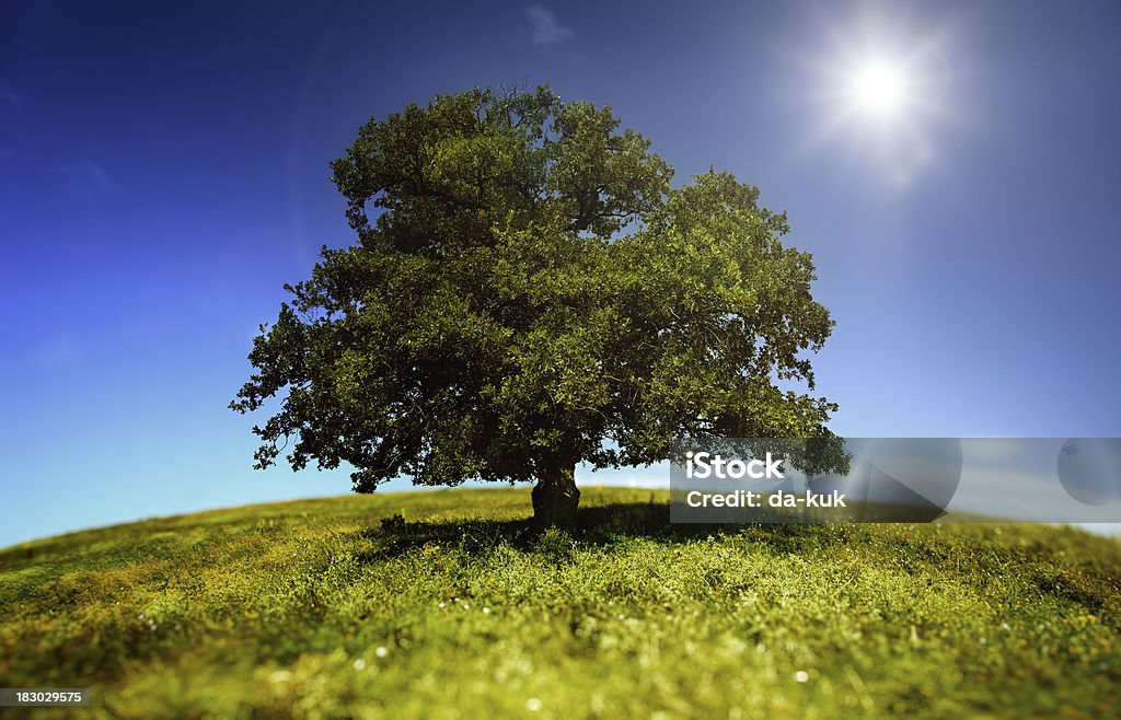 Albero in un campo verde - Foto stock royalty-free di Albero