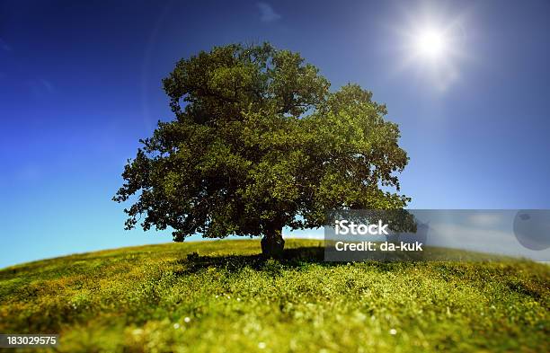 Albero In Un Campo Verde - Fotografie stock e altre immagini di Albero - Albero, Ambientazione esterna, Ambientazione tranquilla