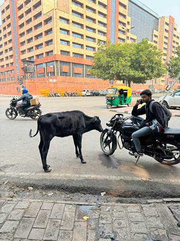 Delhi, India - December 2, 20233: Stock photo showing sacred cow wandering around scavenging in traffic on street corner of Delhi, India.
