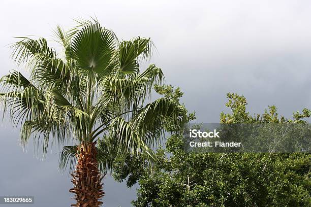 嵐雲をの木 - オークの木のストックフォトや画像を多数ご用意 - オークの木, フロリダ州, ヤシの木