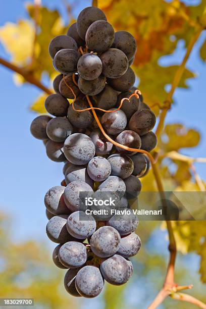 Bunch Of Grapes In Autumn Stock Photo - Download Image Now - Lake Garda, Vineyard, Agriculture