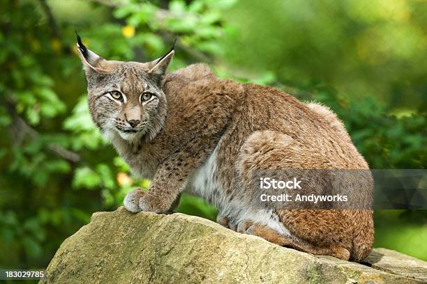 Eurasischer Luchs Stockfoto und mehr Bilder von Luchs - Luchs, Rotluchs, Eurasischer Luchs