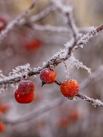 Orange red fruits berries on hedge shrub with ice and ice crystals in winter
