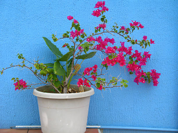 istock red potted bougainvillea flower against blue wall 183029805