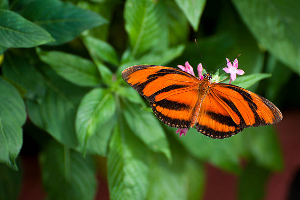 istock Banded Orange Heliconian Butterfly 183029846