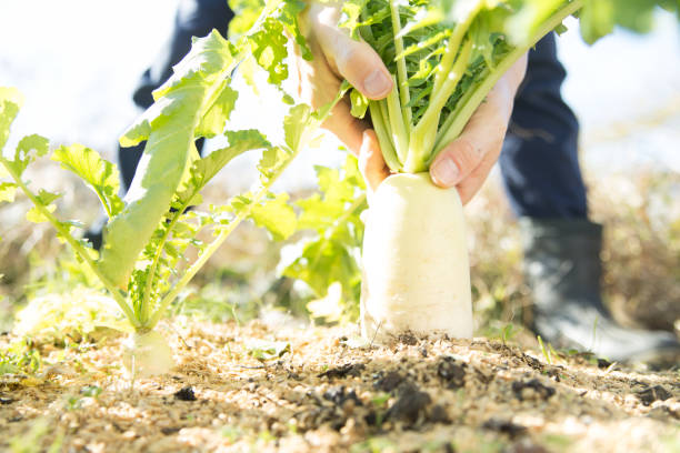 istock farmer harvesting daikon radish 1830298559