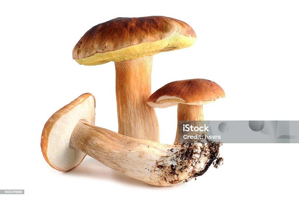 Steinpilz (boletus edulis)-Cogumelo porcini - Royalty-free Alimentação Saudável Foto de stock