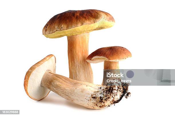 Steinpilz Cogumelo Porcini - Fotografias de stock e mais imagens de Alimentação Saudável - Alimentação Saudável, Apanhar cogumelos, Branco