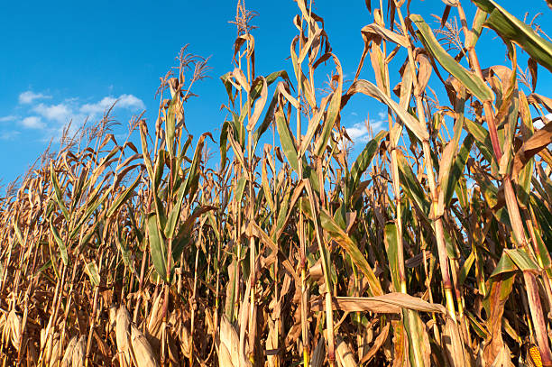 istock Ripening Corn Field against a Blue Sky 183030002