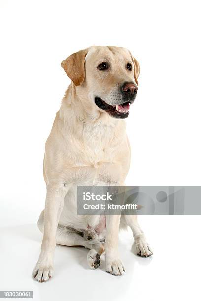 Buena Niño Foto de stock y más banco de imágenes de Labrador - Perro Cobrador - Labrador - Perro Cobrador, Labrador amarillo, Fondo blanco