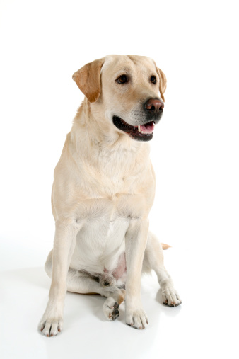 Pretty yellow lab sitting and looking up just off camera. Click photo below to see all pictures of Tucker the lab.