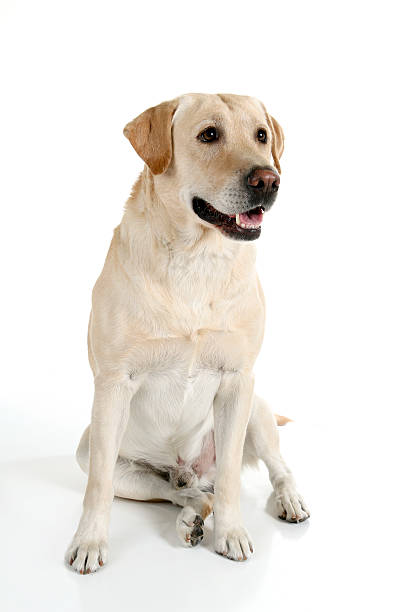 Good Boy Pretty yellow lab sitting and looking up just off camera. Click photo below to see all pictures of Tucker the lab. yellow labrador stock pictures, royalty-free photos & images