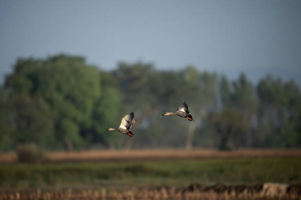 istock Indian Spot Billed Ducks flying 1830302956