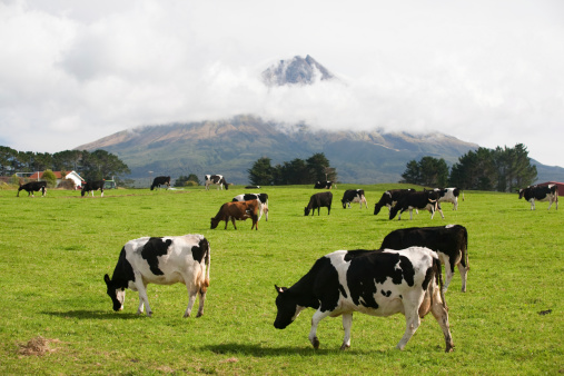 Volcano Taranaki Overview with Cows