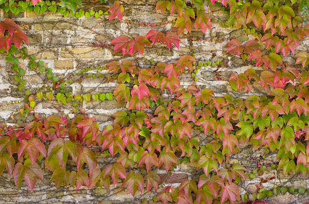 Parthenocissus plant on a brick wall Leaves starting to color red. parthenocissus stock pictures, royalty-free photos & images