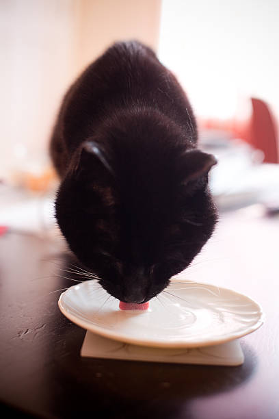 istock Black Cat Drinking Milk from a Saucer 183030425