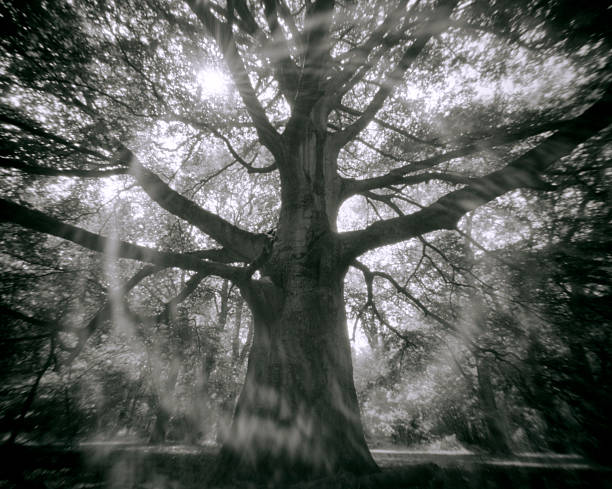 Leafless branches.