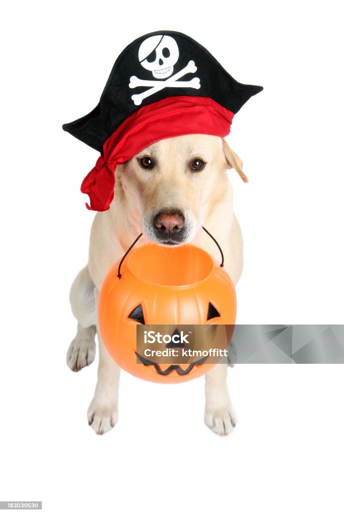 Trick or Treat Mateys Yellow lab dressed up in a pirate hat and holding a jack 'o' lantern bucket trick-or-treating. Click photo below to see all pictures of Tucker the lab. Costume Stock Photo