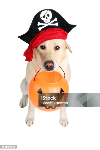 Trick Or Treat Mateys Stock Photo - Download Image Now - Costume, Dog, Halloween