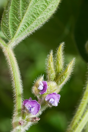 Tiny, purple soybean flowers (Glycine max).