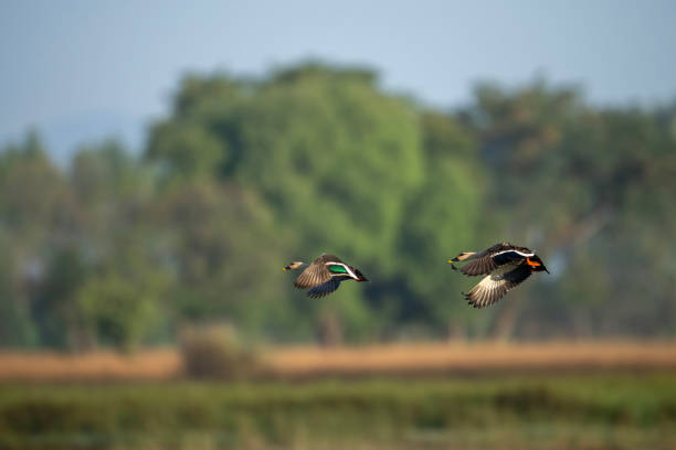 istock Indian Spot Billed Ducks flying 1830306770