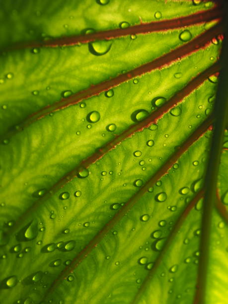 istock colocasia Pharoh mass and water drop 1830307387