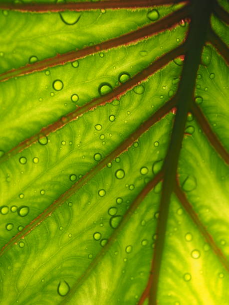 istock colocasia Pharoh mass and water drop 1830308134