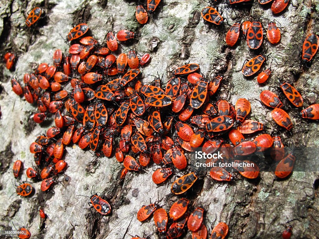 Feuerwanzen-Gruppe von Feuer Fehler (Pyrrhocoris apterus - Lizenzfrei Bettwanze Stock-Foto