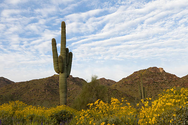 istock Saguaro and Wildflowers 183030905