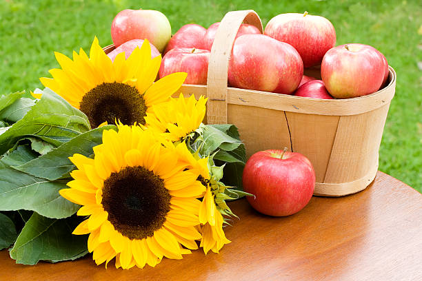 A basket of juicy ripe Honey Crisp apples and beautiful yellow sunflowers sits  on a rough wooden table.  The Honeycrisp (Malus domestica 'Honeycrisp') is an apple cultivar developed at the University of Minnesota and released in 1991.  The popular Honeycrisp apple is valued due to its sweetness and firm texture as well as it's shelf life.Related Images