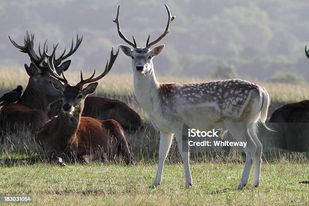 Fallow Buck Dama With Red Deer Stags Mixed Herd Stock Photo - Download Image Now - Animal, Animal Behavior, Animals In The Wild