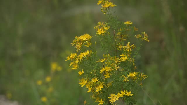 Yellow St. John's Wort flowers