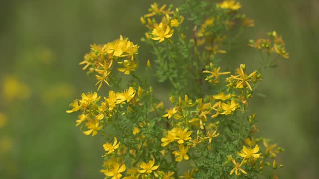 Close-up of yellow St. John's Wort flowers