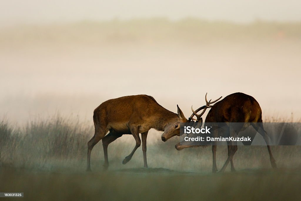 Red Deer - Photo de Se battre libre de droits