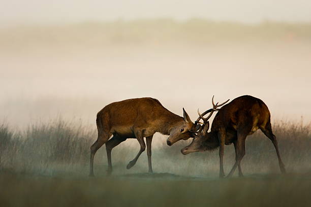Red Deer(Cervus elaphus)