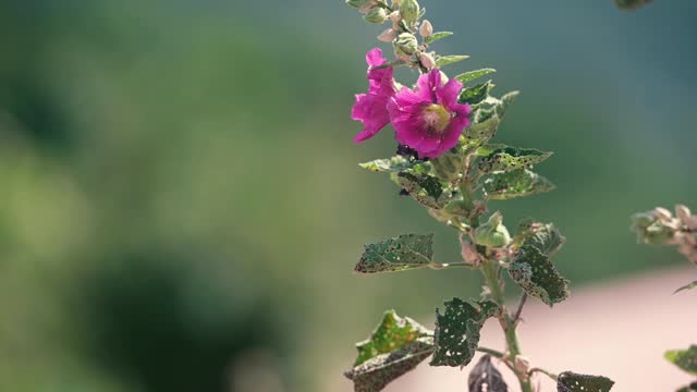 Pink hollyhock with diseased and damaged leaves