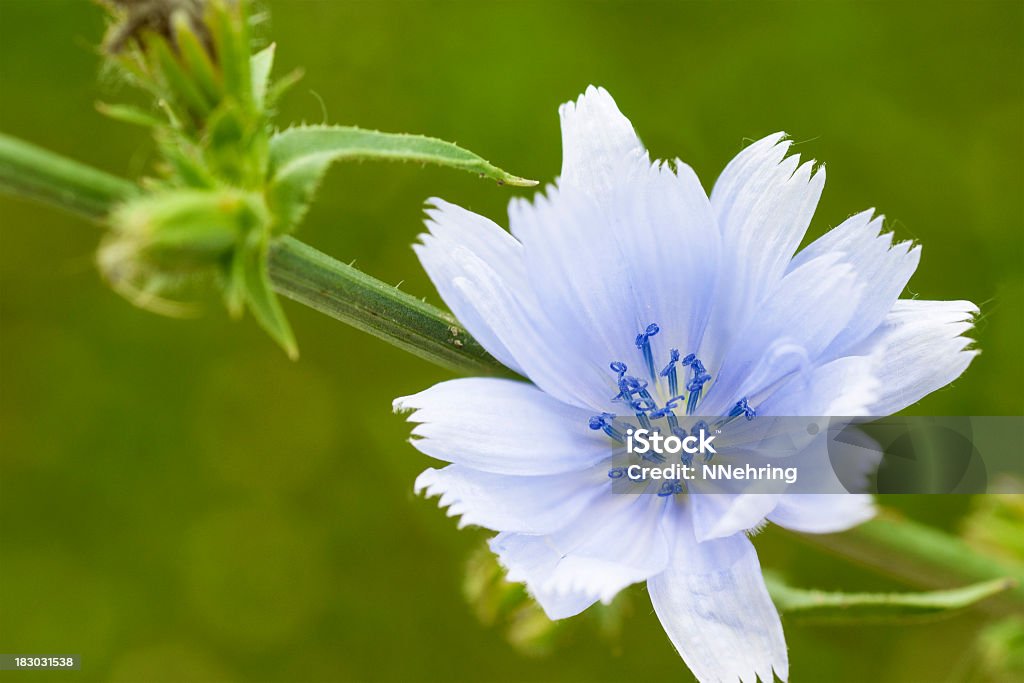 chicory, Cichorium intybus, flower Close up of chicory, Cichorium intybus. Iowa, USA. Iowa Stock Photo