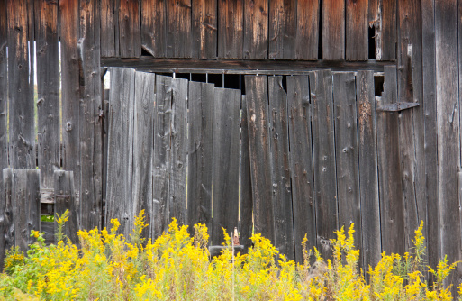 The exterior of an old weathered barn with ragweed flowers in front of the broken door.