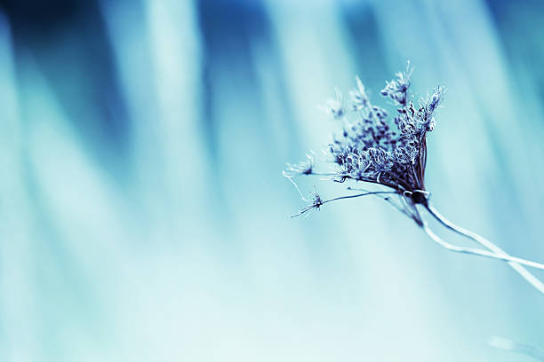 istock Dried Queen Anne's Lace wildflower 183031617