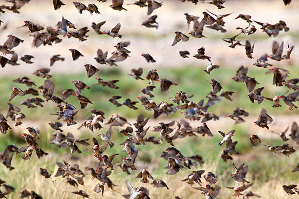 istock Flock of Red-billed Quelea , Etosha National Park, Namibia 183031621