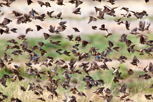 Flock of Red-billed Quelea , Etosha National Park, Namibia "Flock of Red-billed Quelea, Etosha National Park, Namibia" red billed quelea stock pictures, royalty-free photos & images