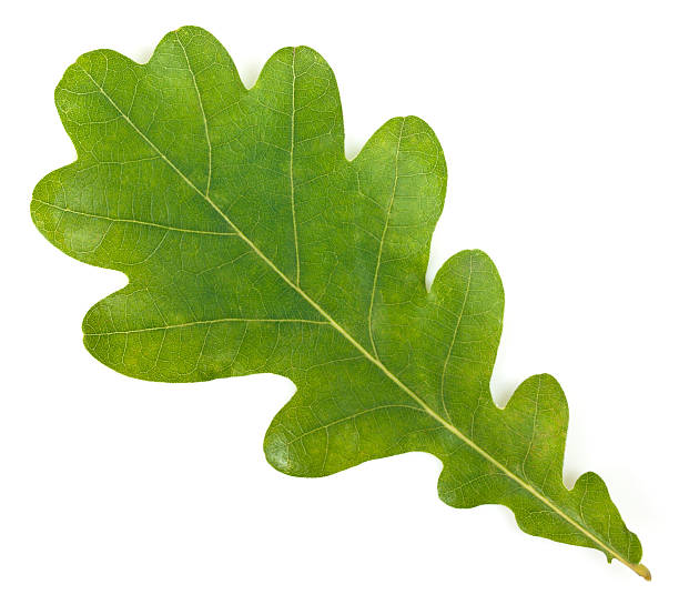 hoja de roble (quercus robur) - english oak fotografías e imágenes de stock