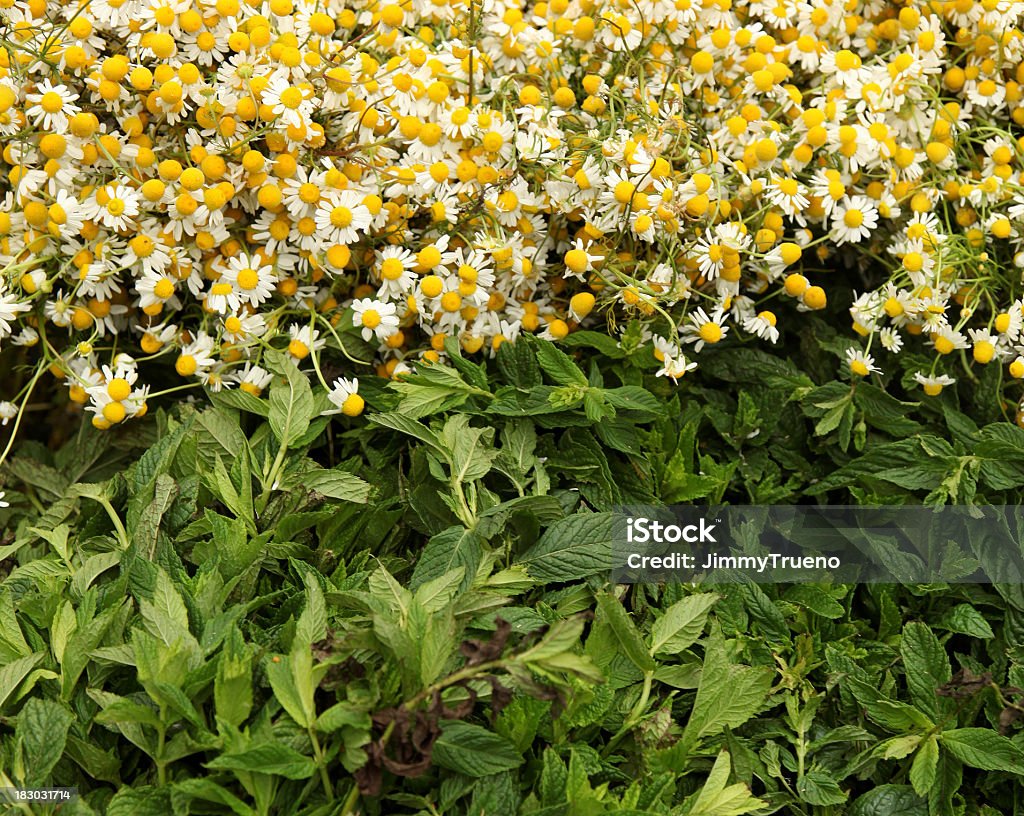 Chamomille y laurel - Foto de stock de Amarillo - Color libre de derechos